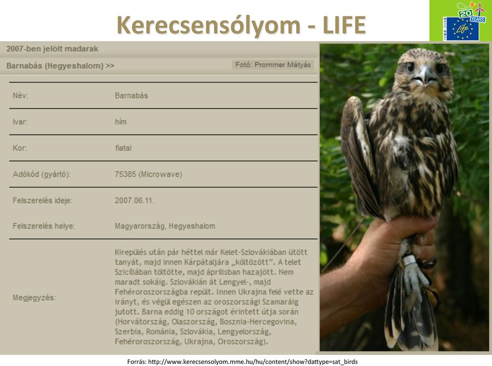 kerecsensolyom.mme.