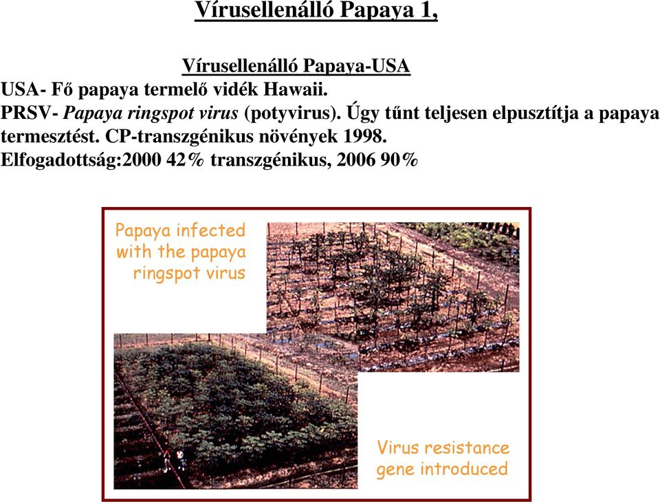 Úgy tűnt teljesen elpusztítja a papaya termesztést. CP-transzgénikus növények 1998.