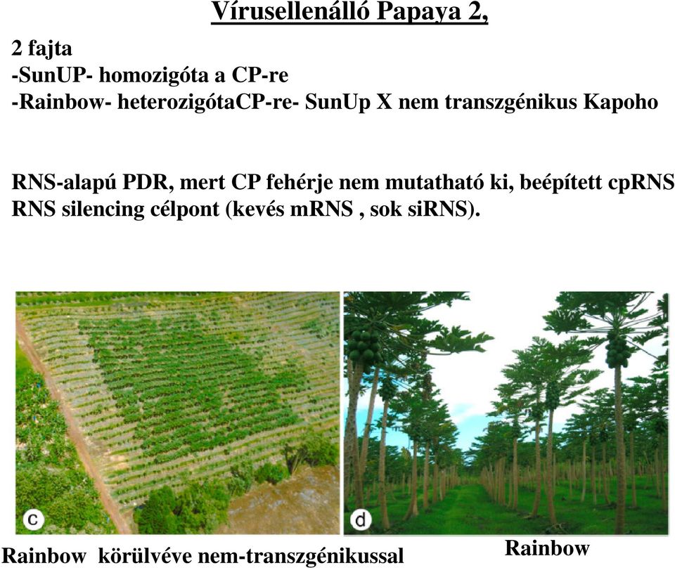 mert CP fehérje nem mutatható ki, beépített cprns RNS silencing