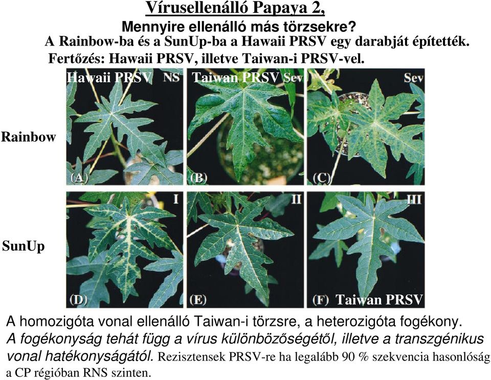 Hawaii PRSV Taiwan PRSV Rainbow SunUp Taiwan PRSV A homozigóta vonal ellenálló Taiwan-i törzsre, a heterozigóta