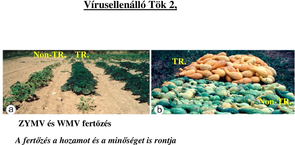 ZYMV és WMV fertőzés A