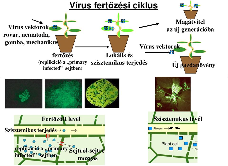 vektorok Lokális és szisztemikus terjedés Új gazdanövény Fertőzött levél