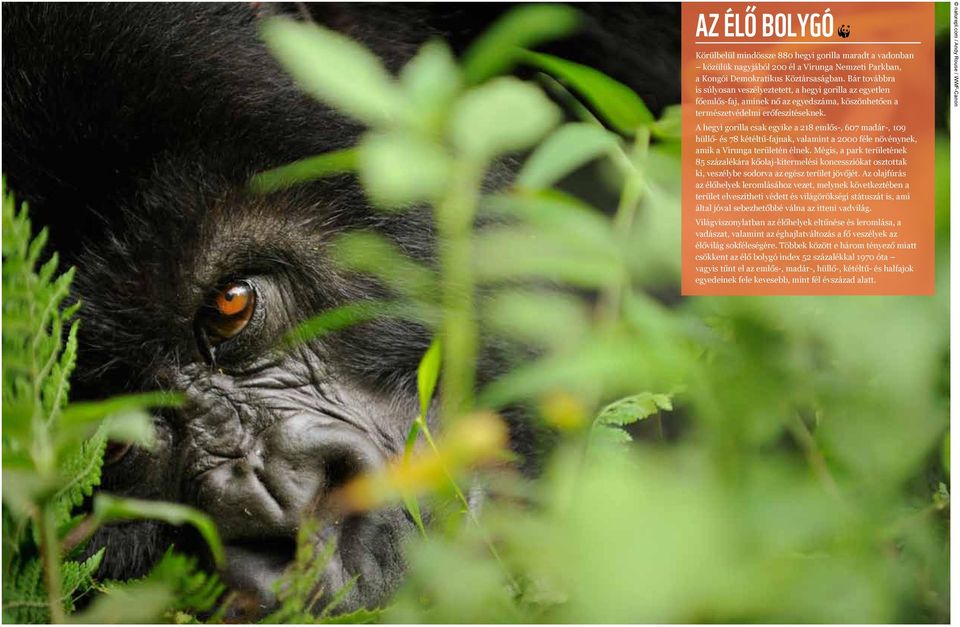 A hegyi gorilla csak egyike a 218 emlős-, 607 madár-, 109 hüllő- és 78 kétéltű-fajnak, valamint a 2000 féle növénynek, amik a Virunga területén élnek.