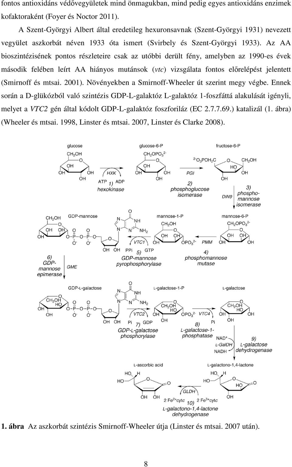 Az AA bioszintézisének pontos részleteire csak az utóbbi derült fény, amelyben az 1990-es évek második felében leírt AA hiányos mutánsok (vtc) vizsgálata fontos előrelépést jelentett (Smirnoff és