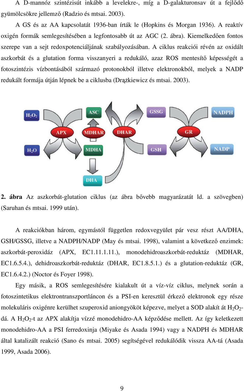 A ciklus reakciói révén az oxidált aszkorbát és a glutation forma visszanyeri a redukáló, azaz ROS mentesítő képességét a fotoszintézis vízbontásából származó protonokból illetve elektronokból,