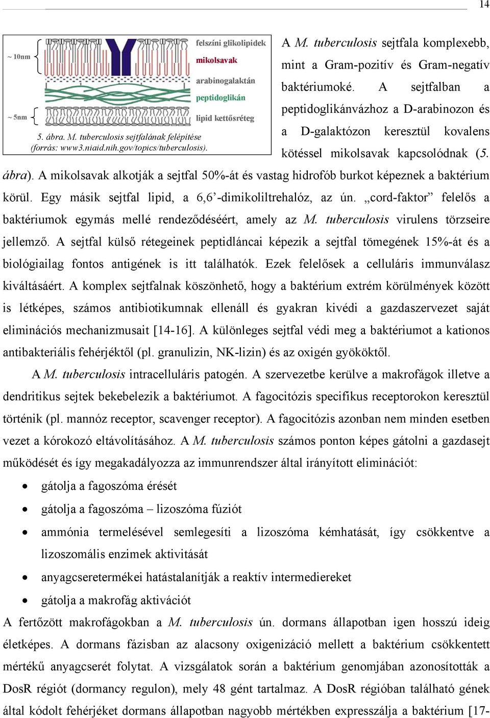 gov/topics/tuberculosis). kötéssel mikolsavak kapcsolódnak (5. ábra). A mikolsavak alkotják a sejtfal 50%-át és vastag hidrofób burkot képeznek a baktérium körül.