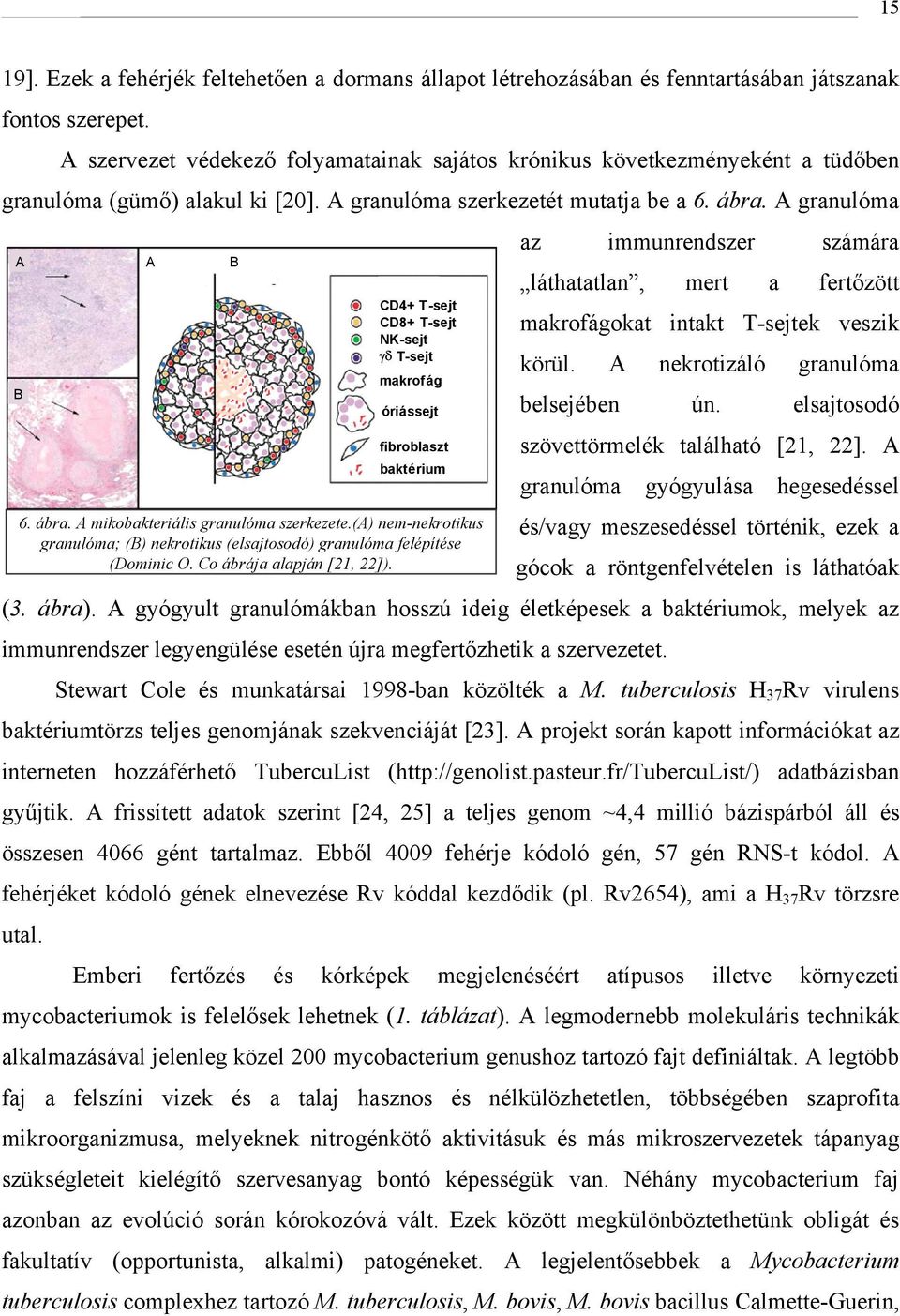 A granulóma az immunrendszer számára A A B láthatatlan, mert a fertőzött CD4+ T-sejt CD8+ T-sjt T-sejt makrofágokat intakt T-sejtek veszik NK-sejt γδ T-sejt körül.