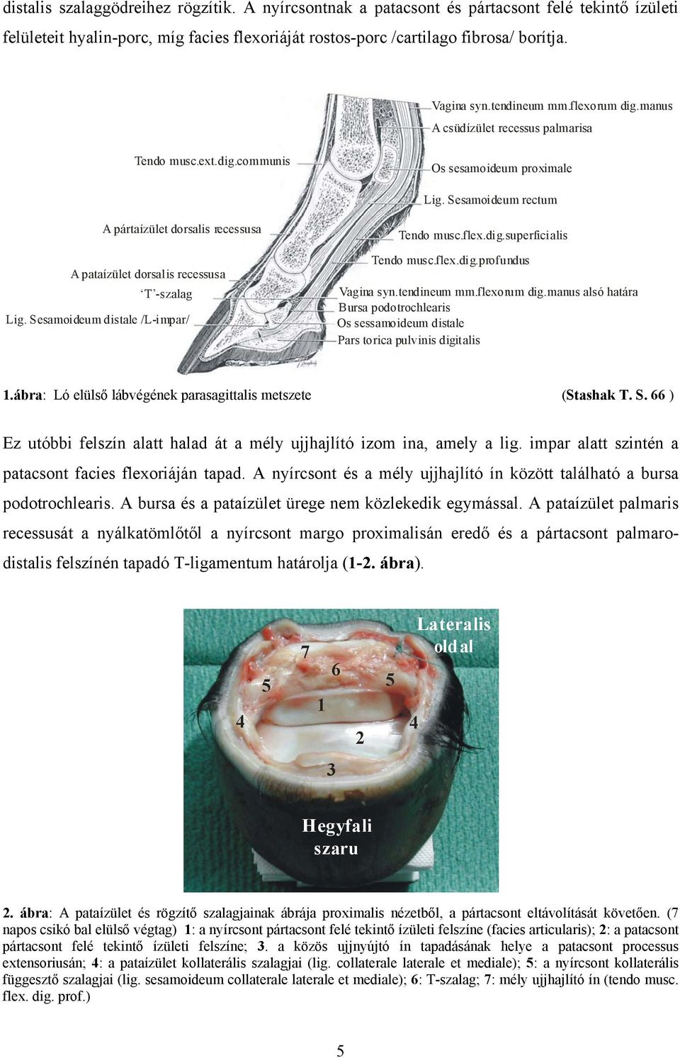 Sesamoideum rectum A pártaízület dorsalis recessusa A pataízület dorsalis recessusa T -szalag Lig. Sesamoideum distale /L-impar/ Tendo musc.flex.dig.superficialis Tendo musc.flex.dig.profundus Vagina syn.