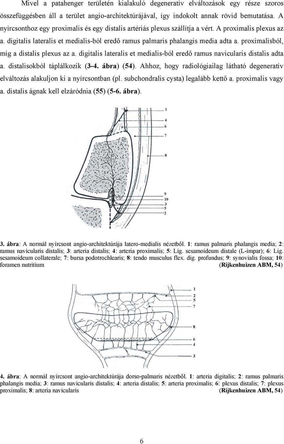 proximalisból, míg a distalis plexus az a. digitalis lateralis et medialis-ból eredő ramus navicularis distalis adta a. distalisokból táplálkozik (3-4. ábra) (54).