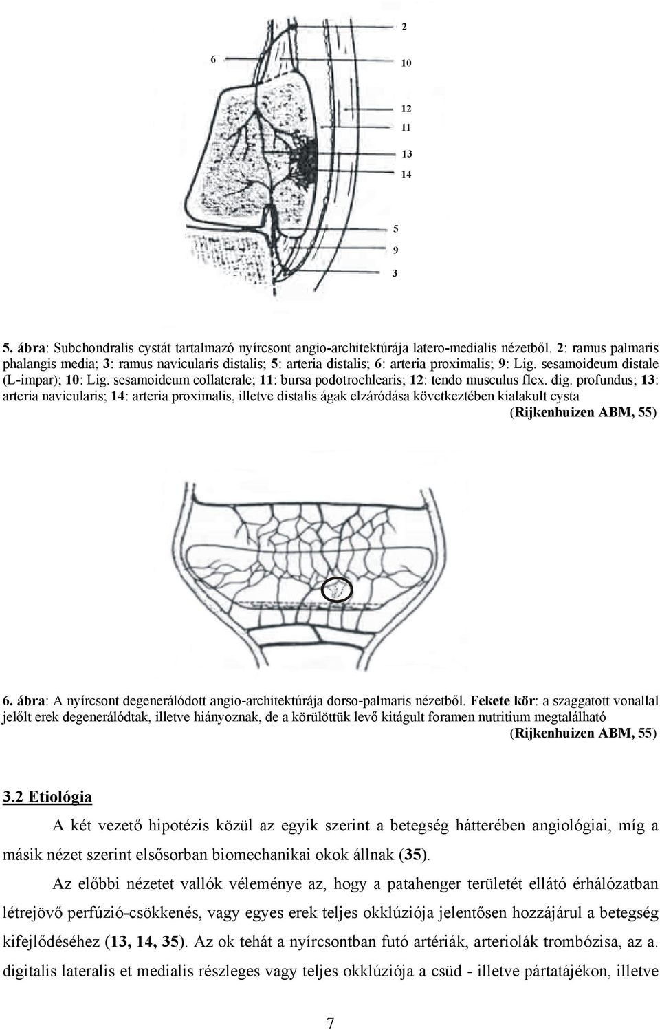 sesamoideum collaterale; 11: bursa podotrochlearis; 12: tendo musculus flex. dig.