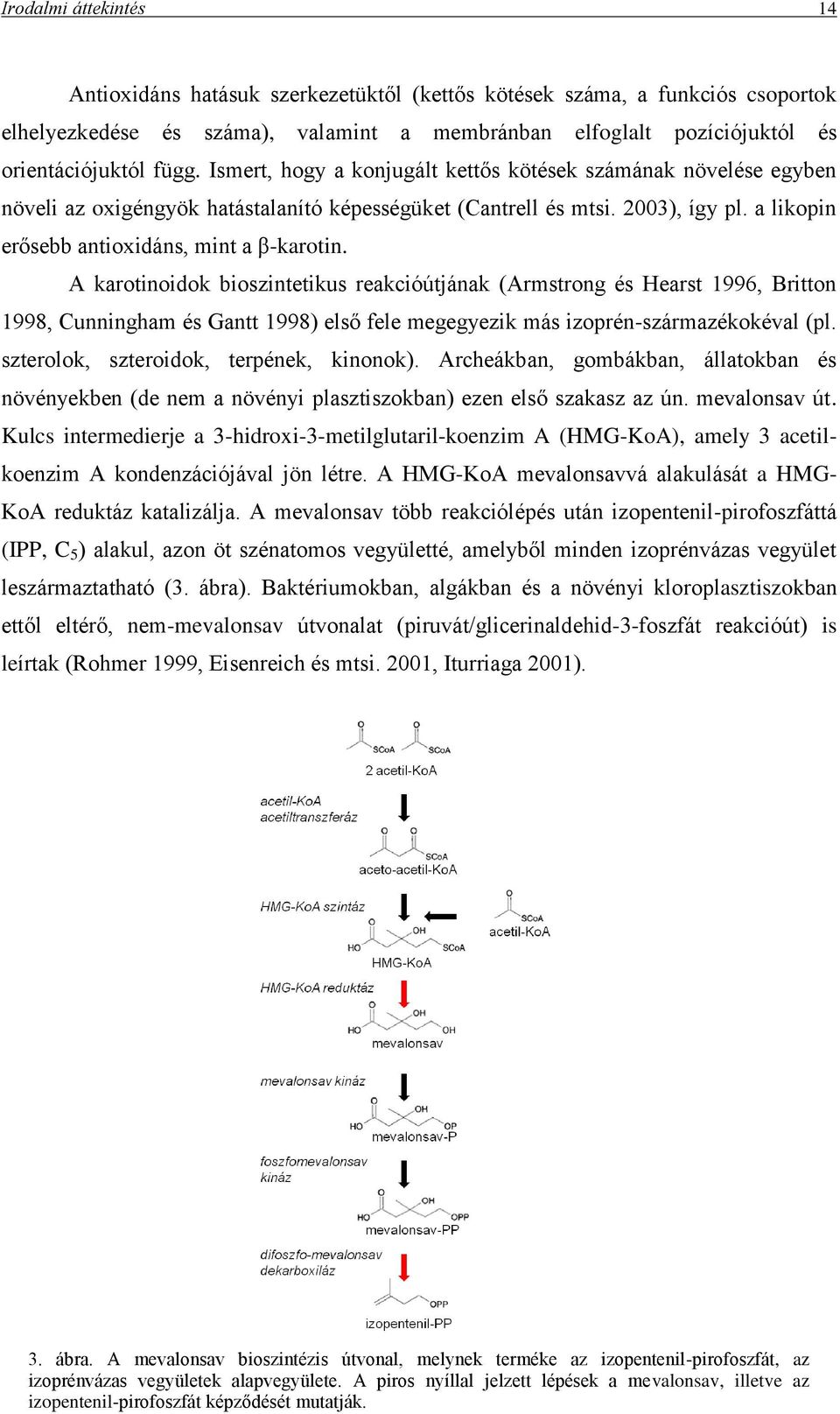 A karotinoidok bioszintetikus reakcióútjának (Armstrong és Hearst 1996, Britton 1998, Cunningham és Gantt 1998) első fele megegyezik más izoprén-származékokéval (pl.