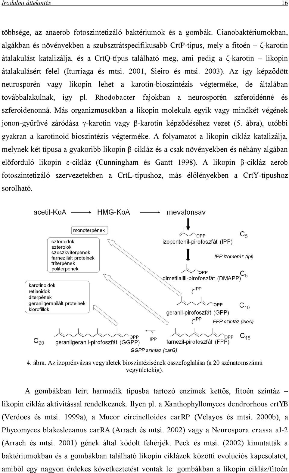 átalakulásért felel (Iturriaga és mtsi. 2001, Sieiro és mtsi. 2003). Az így képződött neurosporén vagy likopin lehet a karotin-bioszintézis végterméke, de általában továbbalakulnak, így pl.