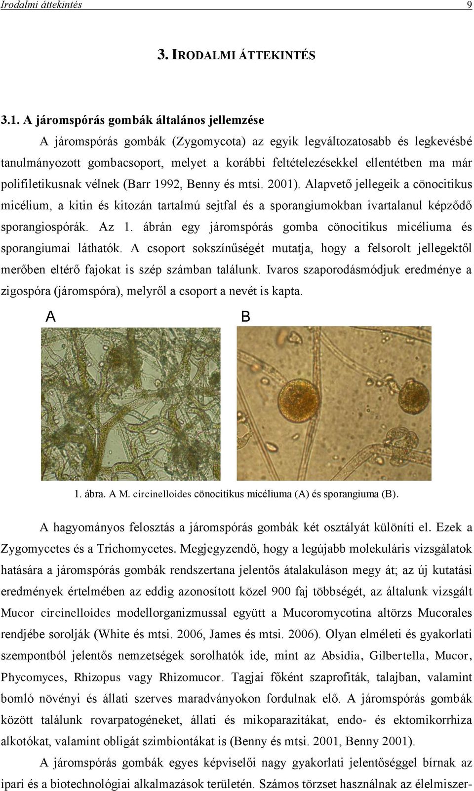 polifiletikusnak vélnek (Barr 1992, Benny és mtsi. 2001). Alapvető jellegeik a cönocitikus micélium, a kitin és kitozán tartalmú sejtfal és a sporangiumokban ivartalanul képződő sporangiospórák. Az 1.