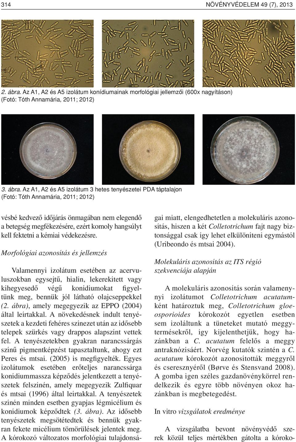 Az A1, A2 és A5 izolátum 3 hetes tenyészetei PDA táptalajon (Fotó: Tóth Annamária, 2011; 2012) vésbé kedvezô idôjárás önmagában nem elegendô a betegség megfékezésére, ezért komoly hangsúlyt kell