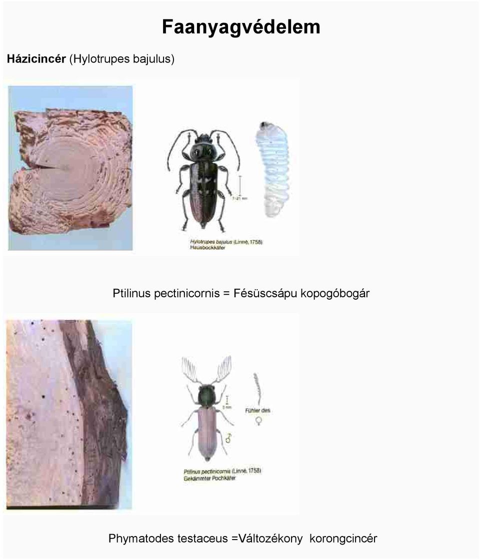 pectinicornis = Fésüscsápu