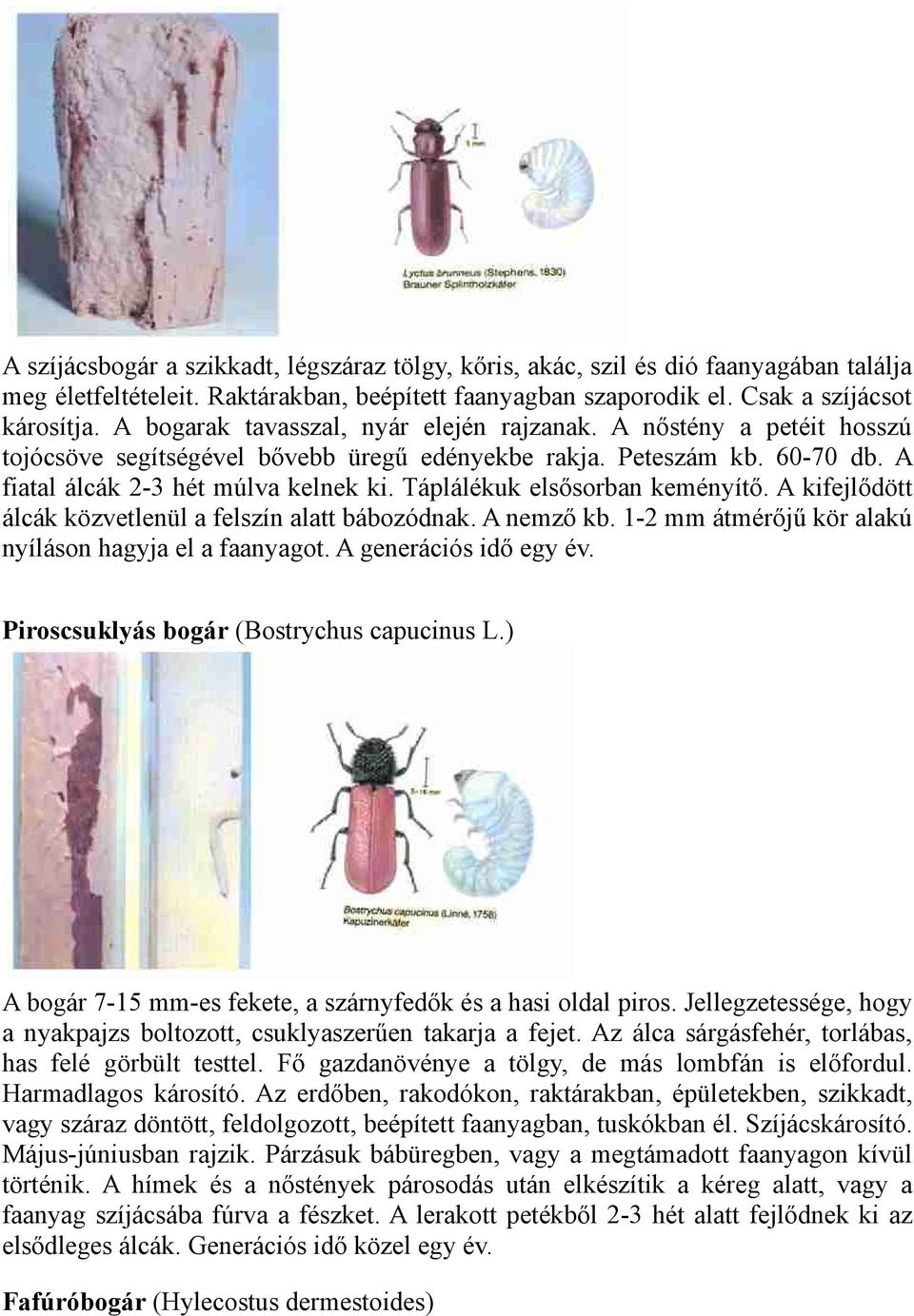 Táplálékuk elsősorban keményítő. A kifejlődött álcák közvetlenül a felszín alatt bábozódnak. A nemző kb. 1-2 mm átmérőjű kör alakú nyíláson hagyja el a faanyagot. A generációs idő egy év.