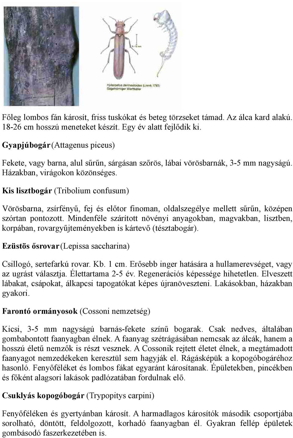 Kis lisztbogár (Tribolium confusum) Vörösbarna, zsírfényű, fej és előtor finoman, oldalszegélye mellett sűrűn, középen szórtan pontozott.