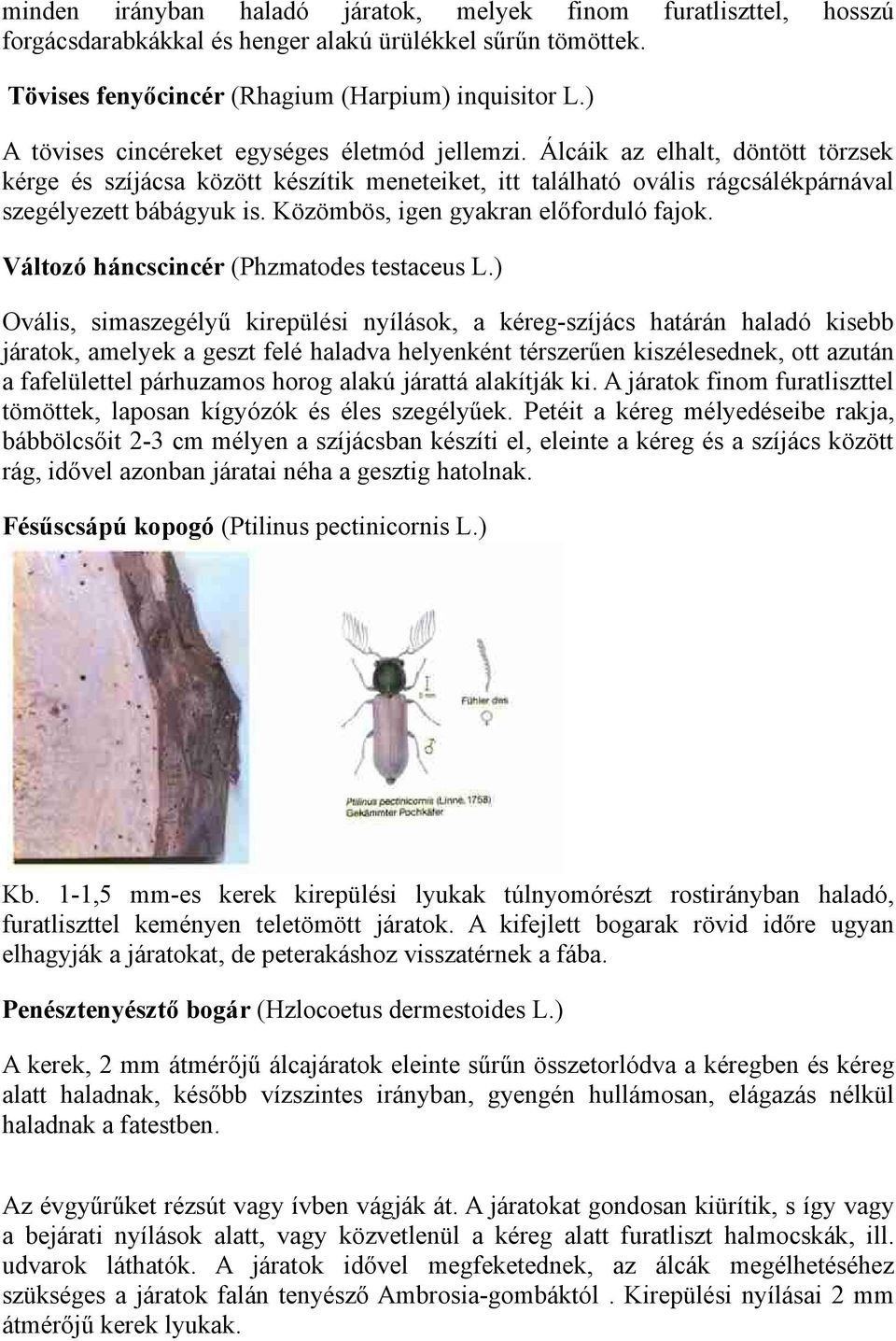 Közömbös, igen gyakran előforduló fajok. Változó háncscincér (Phzmatodes testaceus L.