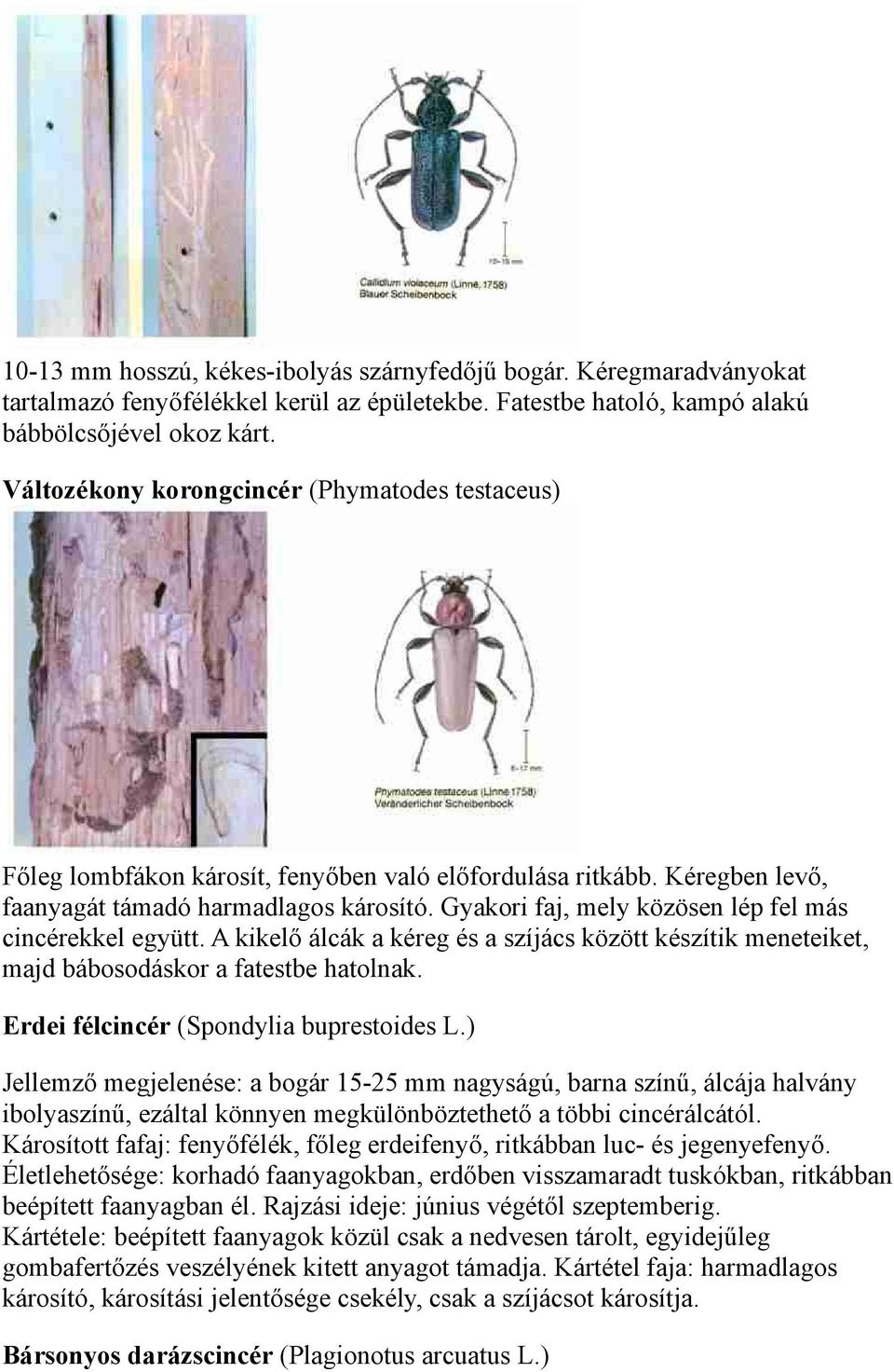 Gyakori faj, mely közösen lép fel más cincérekkel együtt. A kikelő álcák a kéreg és a szíjács között készítik meneteiket, majd bábosodáskor a fatestbe hatolnak.