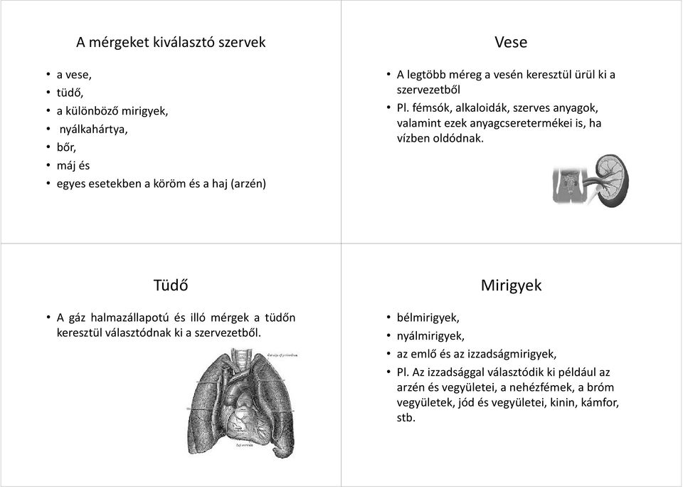 Tüdő A gáz halmazállapotú és illó mérgek a tüdőn keresztül választódnak ki a szervezetből.