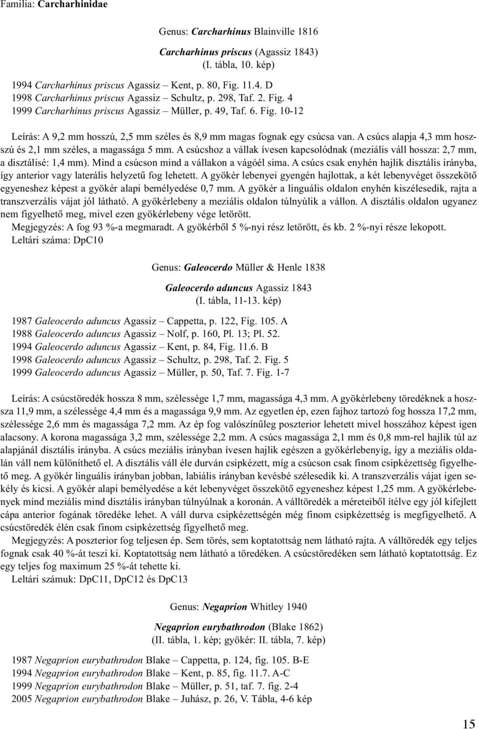 A csúcs alapja 4,3 mm hoszszú és 2,1 mm széles, a magassága 5 mm. A csúcshoz a vállak ívesen kapcsolódnak (meziális váll hossza: 2,7 mm, a disztálisé: 1,4 mm).