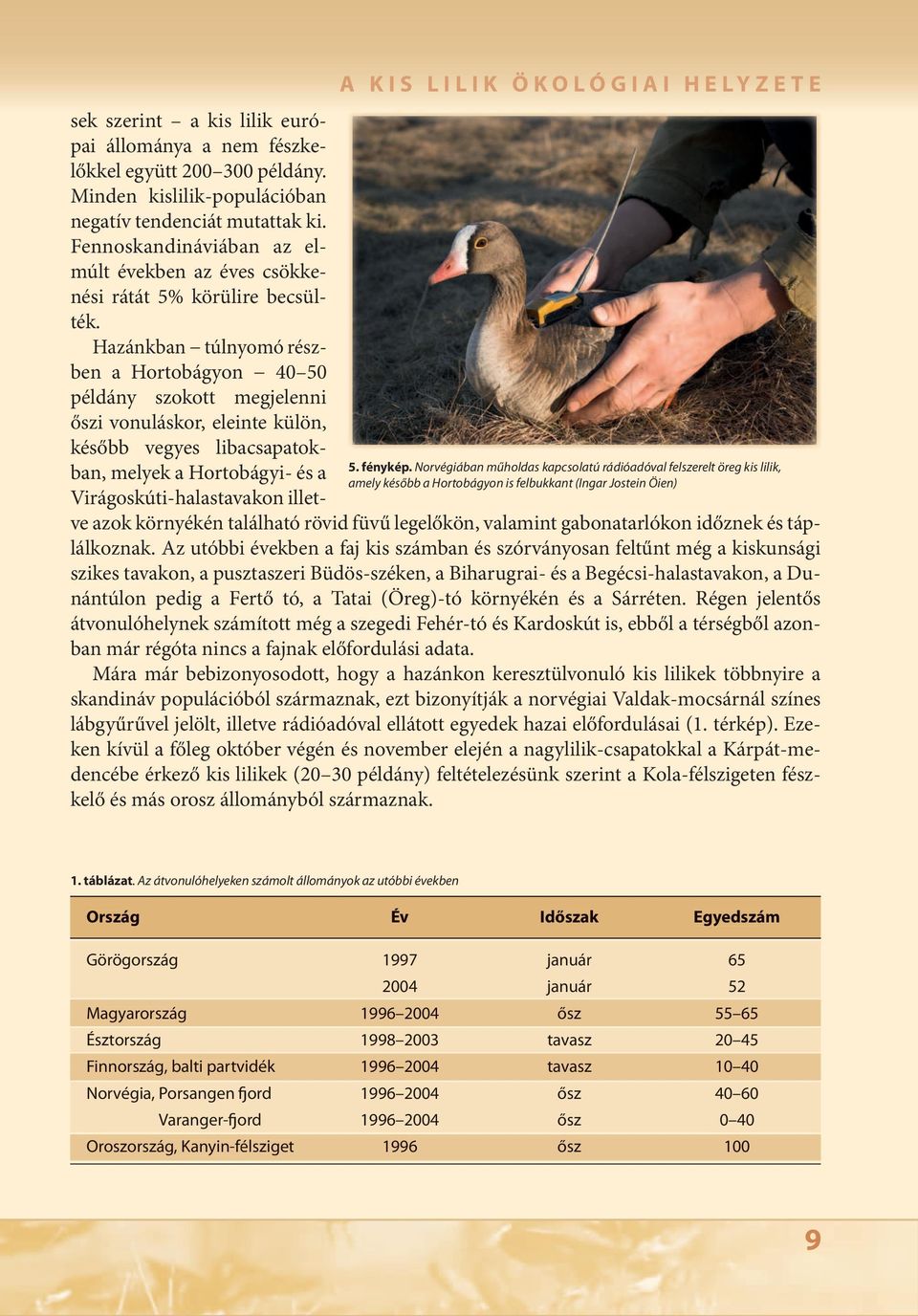 együtt 200 300 példány. Minden kislilik-populációban negatív tendenciát mutattak ki. Fennoskandináviában az elmúlt években az éves csökkenési rátát 5% körülire becsülték.