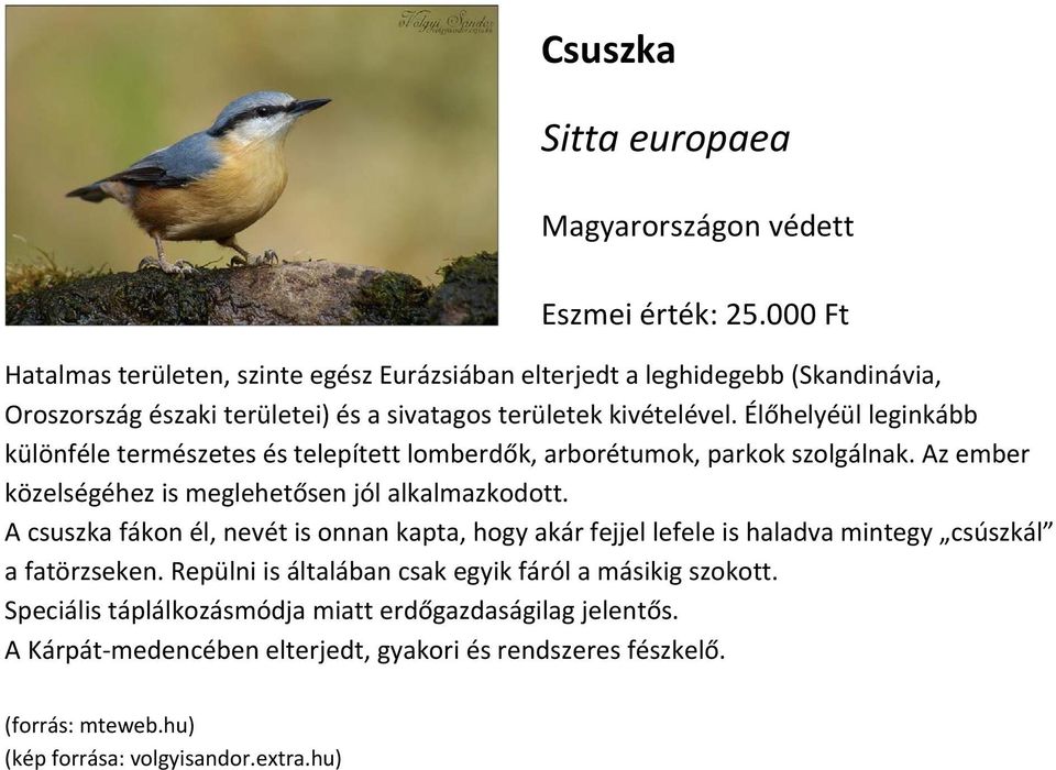 Élőhelyéül leginkább különféle természetes és telepített lomberdők, arborétumok, parkok szolgálnak. Az ember közelségéhez is meglehetősen jól alkalmazkodott.