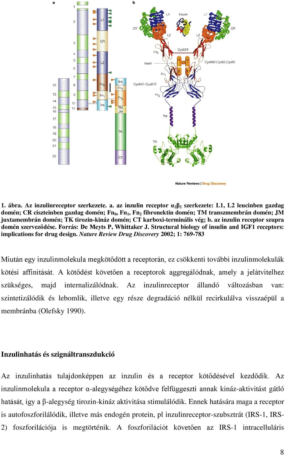 domén; CT karboxi-terminális vég; b. az inzulin receptor szupra domén szerveződése. Forrás: De Meyts P, Whittaker J. Structural biology of insulin and IGF1 receptors: implications for drug design.