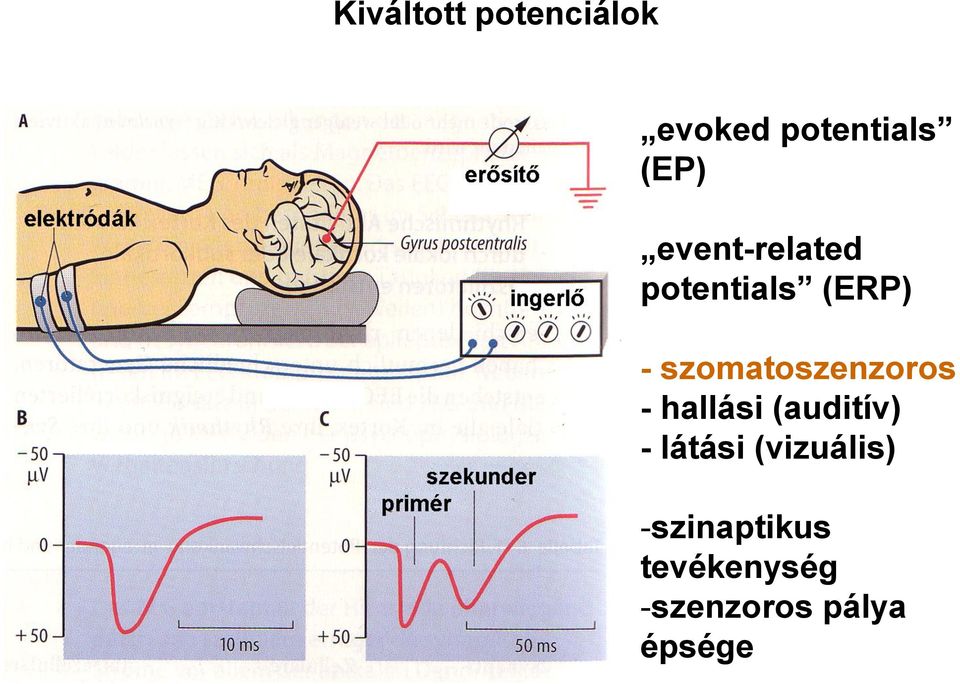 szomatoszenzoros - hallási (auditív) - látási