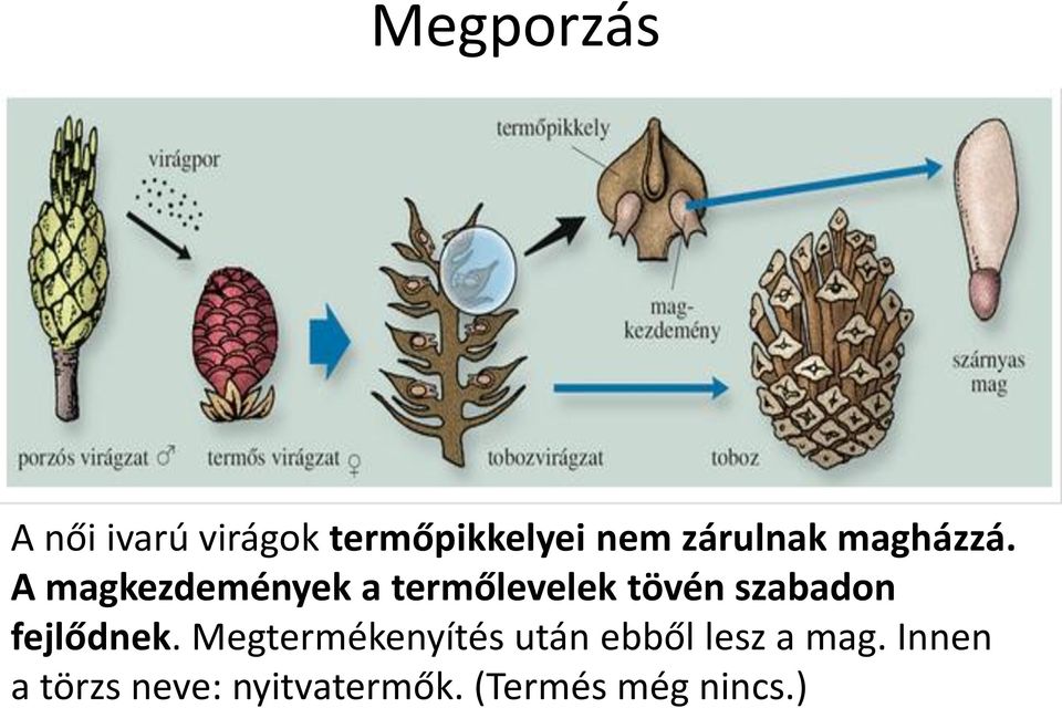 A magkezdemények a termőlevelek tövén szabadon