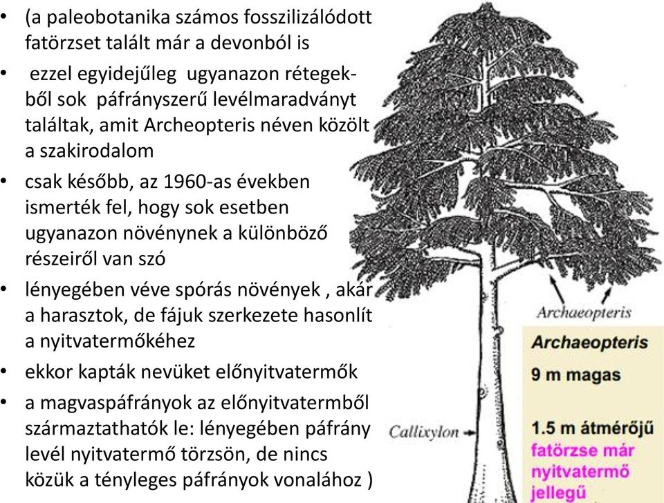 részeiről van szó lényegében véve spórás növények, akár a harasztok, de fájuk szerkezete hasonlít a nyitvatermőkéhez ekkor kapták nevüket