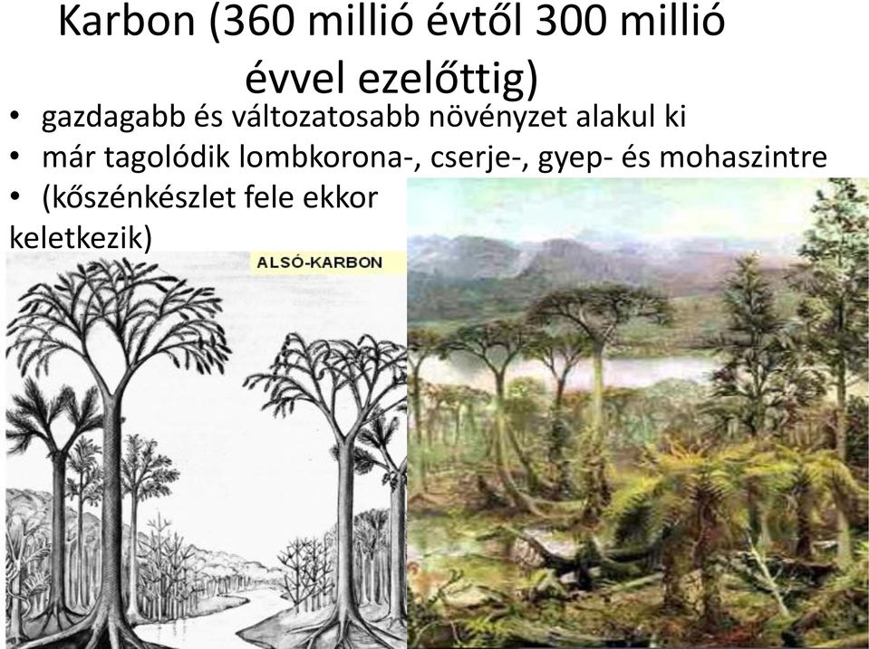 alakul ki már tagolódik lombkorona-, cserje-,