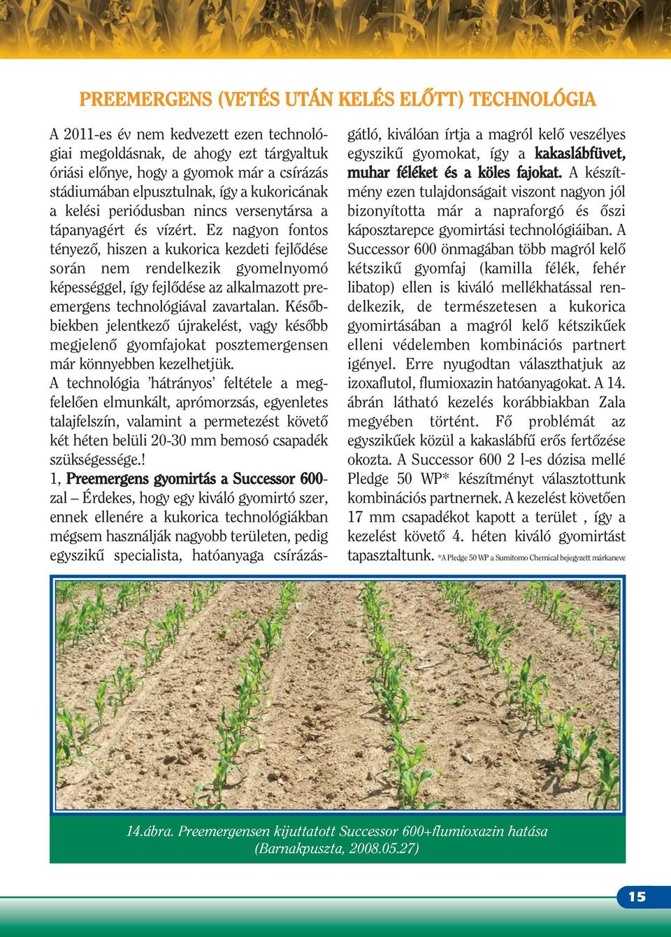 Ez nagyon fontos tényezô, hiszen a kukorica kezdeti fejlôdése során nem rendelkezik gyomelnyomó képességgel, így fejlôdése az alkalmazott preemergens technológiával zavartalan.