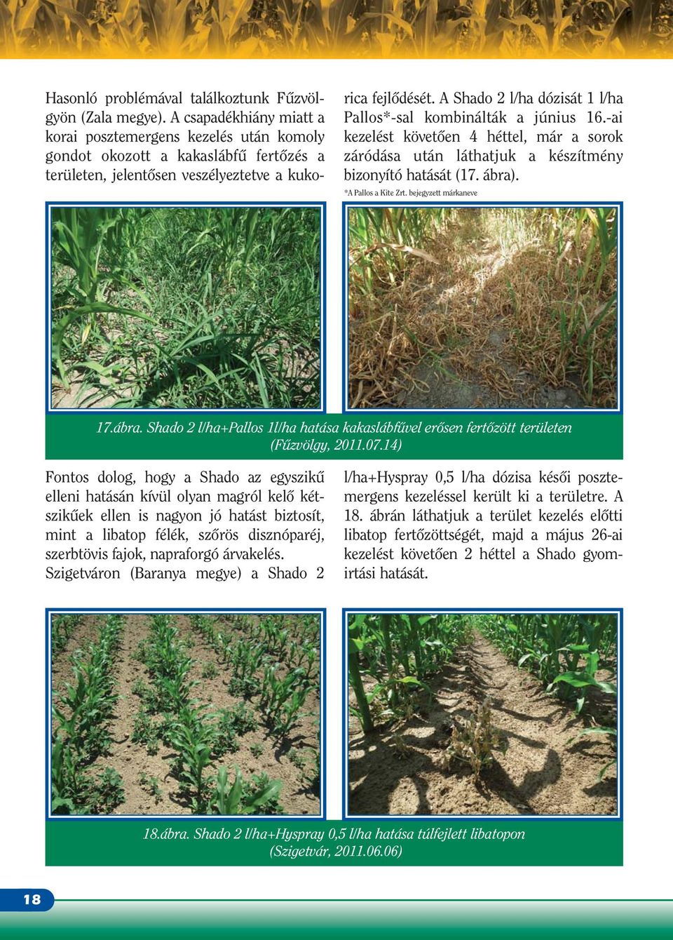 A Shado 2 l/ha dózisát 1 l/ha Pallos*-sal kombinálták a június 16.-ai kezelést követôen 4 héttel, már a sorok záródása után láthatjuk a készítmény bizonyító hatását (17. ábra). *A Pallos a Kite Zrt.