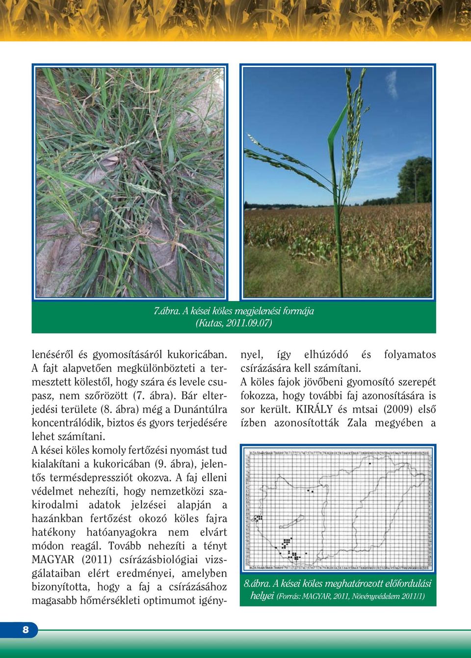 ábra) még a Dunántúlra koncentrálódik, biztos és gyors terjedésére lehet számítani. A kései köles komoly fertôzési nyomást tud kialakítani a kukoricában (9. ábra), jelentôs termésdepressziót okozva.