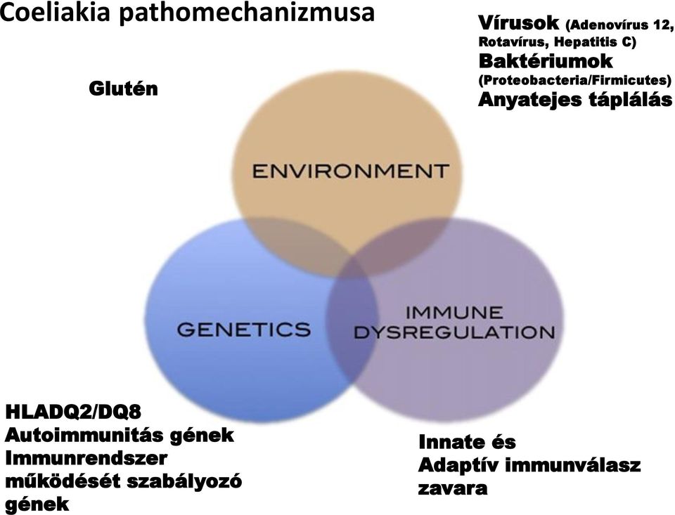 (Proteobacteria/Firmicutes) Anyatejes táplálás HLADQ2/DQ8