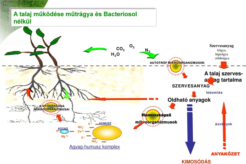 szervesanyag tartalma lebomlás Oldható anyagok A GYÖKÉRZÓNA MIKROORGANIZMUSAI Humuszképző H