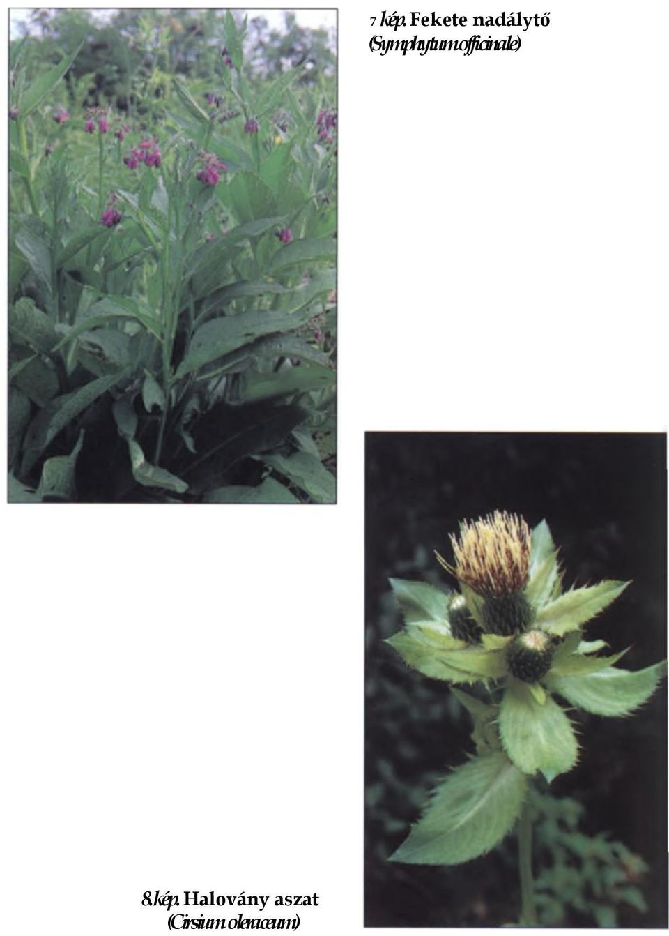 (Cirsium oleraceum) 7