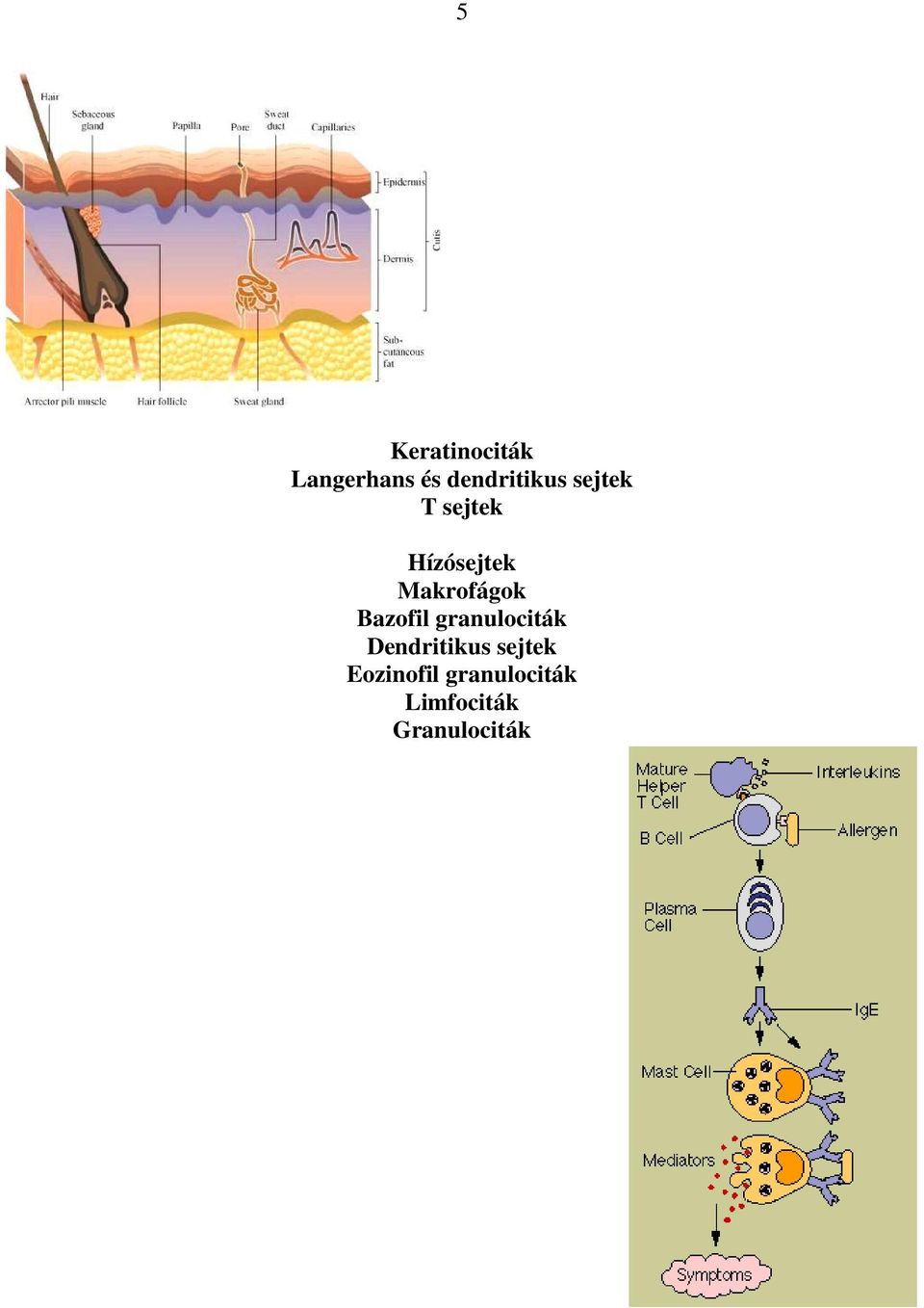 Bazofil granulociták Dendritikus sejtek