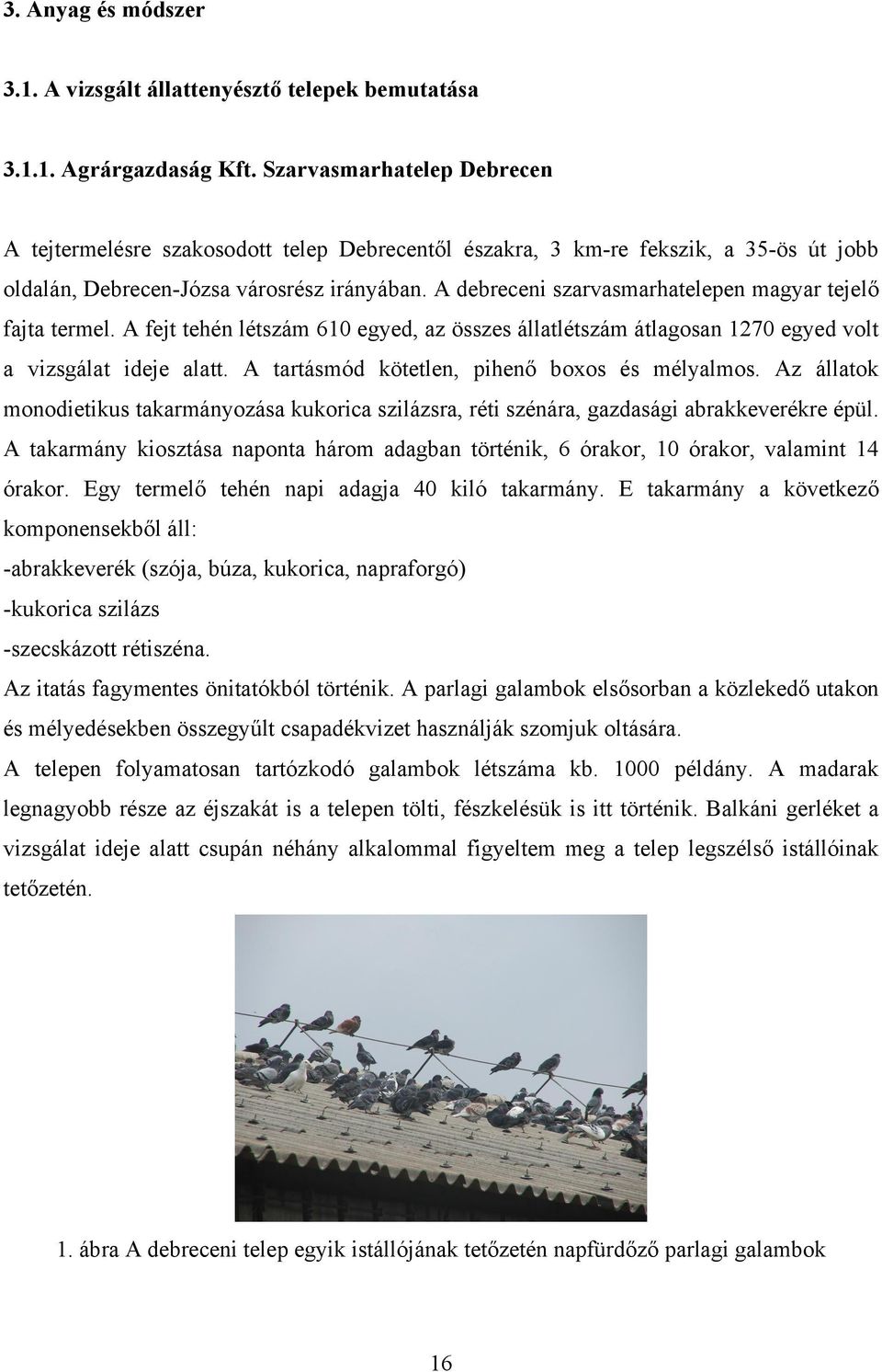 A debreceni szarvasmarhatelepen magyar tejelő fajta termel. A fejt tehén létszám 610 egyed, az összes állatlétszám átlagosan 1270 egyed volt a vizsgálat ideje alatt.