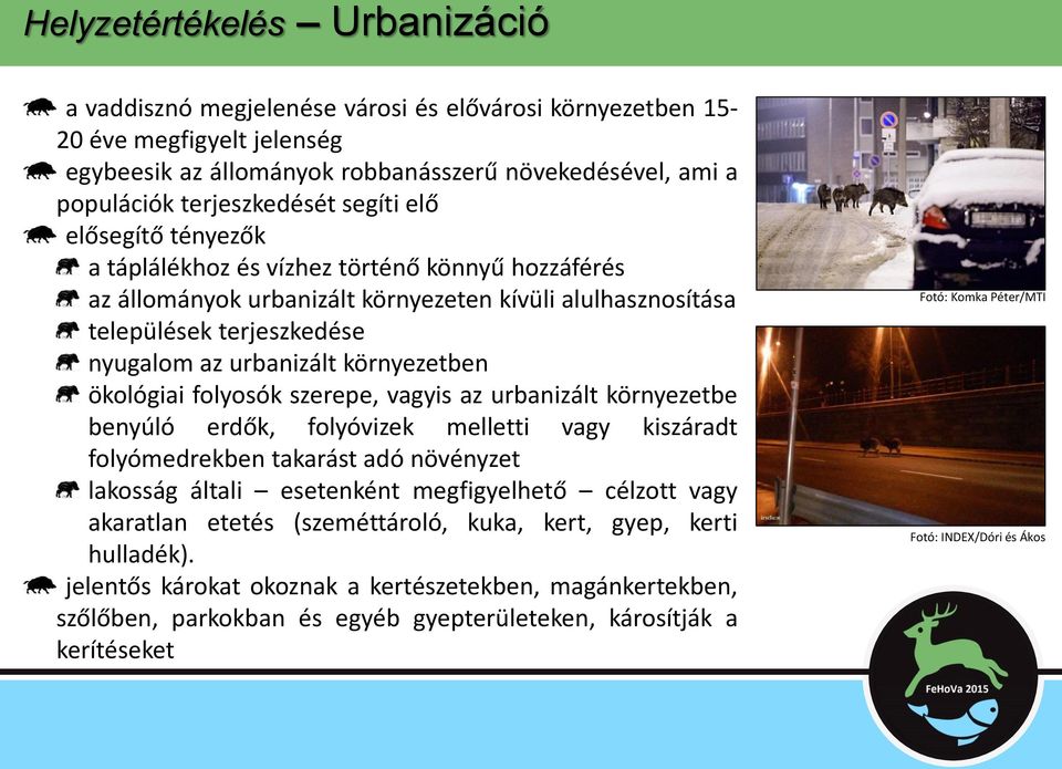 urbanizált környezetben ökológiai folyosók szerepe, vagyis az urbanizált környezetbe benyúló erdők, folyóvizek melletti vagy kiszáradt folyómedrekben takarást adó növényzet lakosság általi esetenként