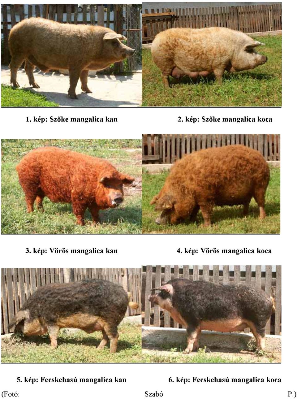 kép: Vörös mangalica kan 4.