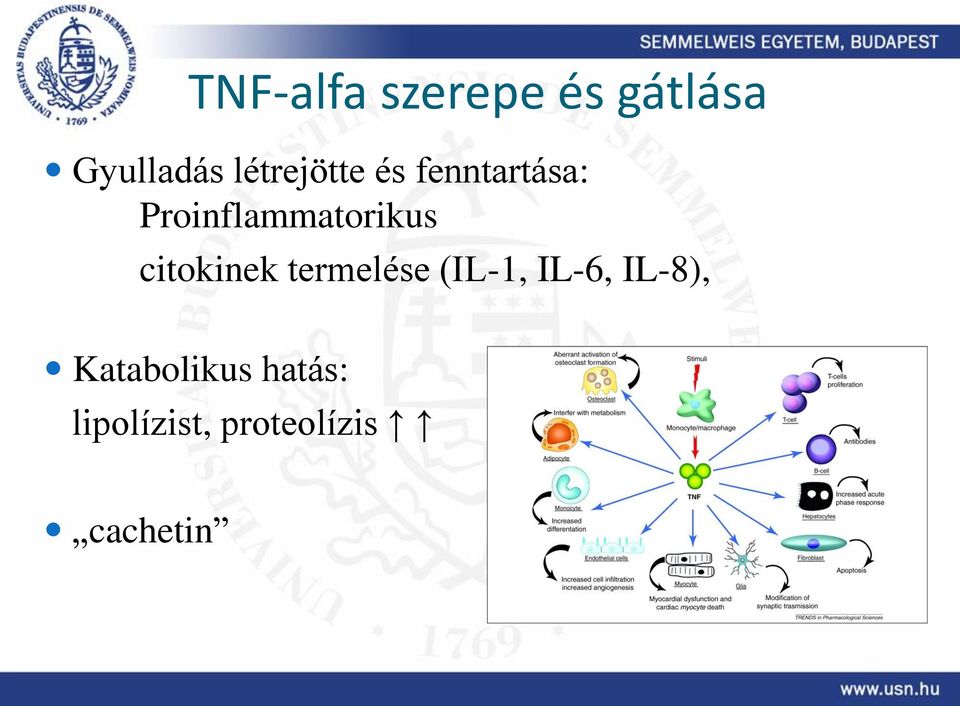 Proinflammatorikus citokinek termelése