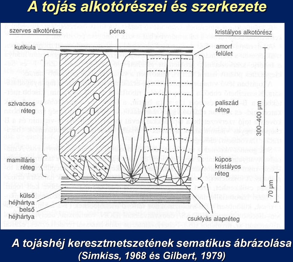 keresztmetszetének sematikus