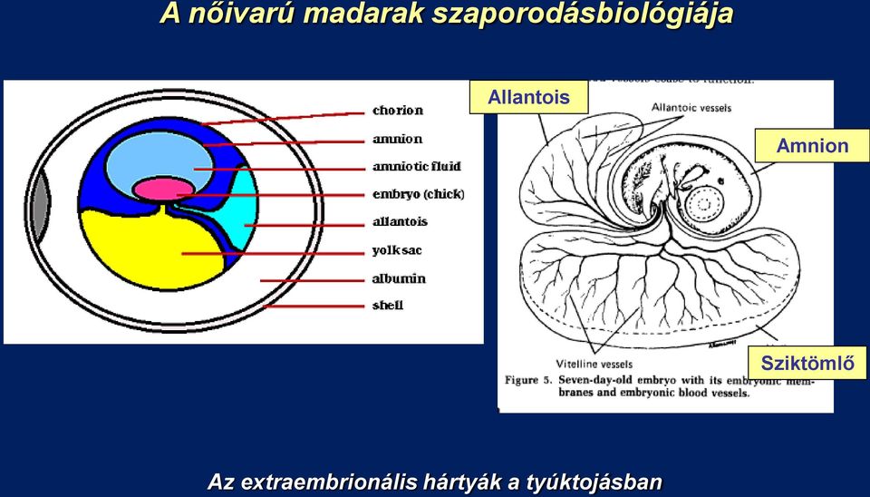 Allantois Amnion Sziktömlő