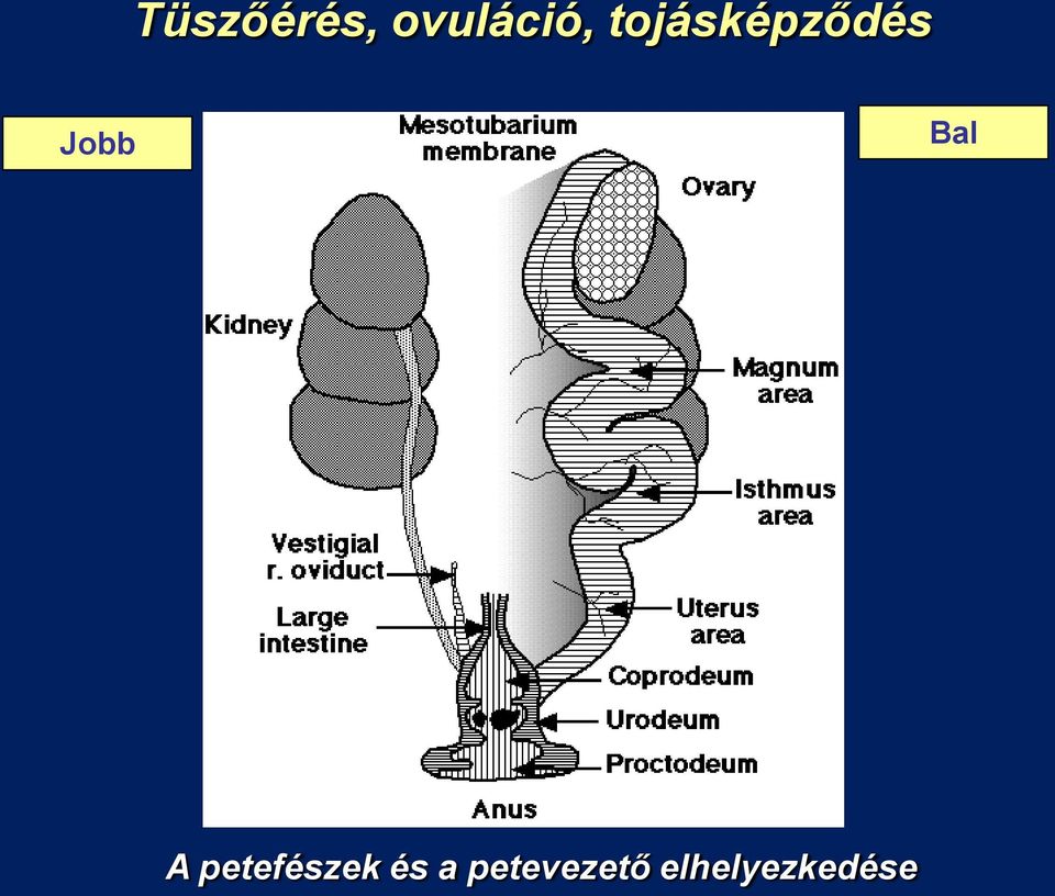 Bal A petefészek és a