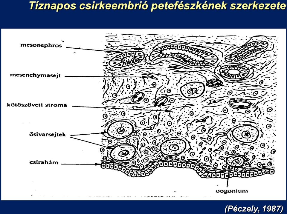 petefészkének