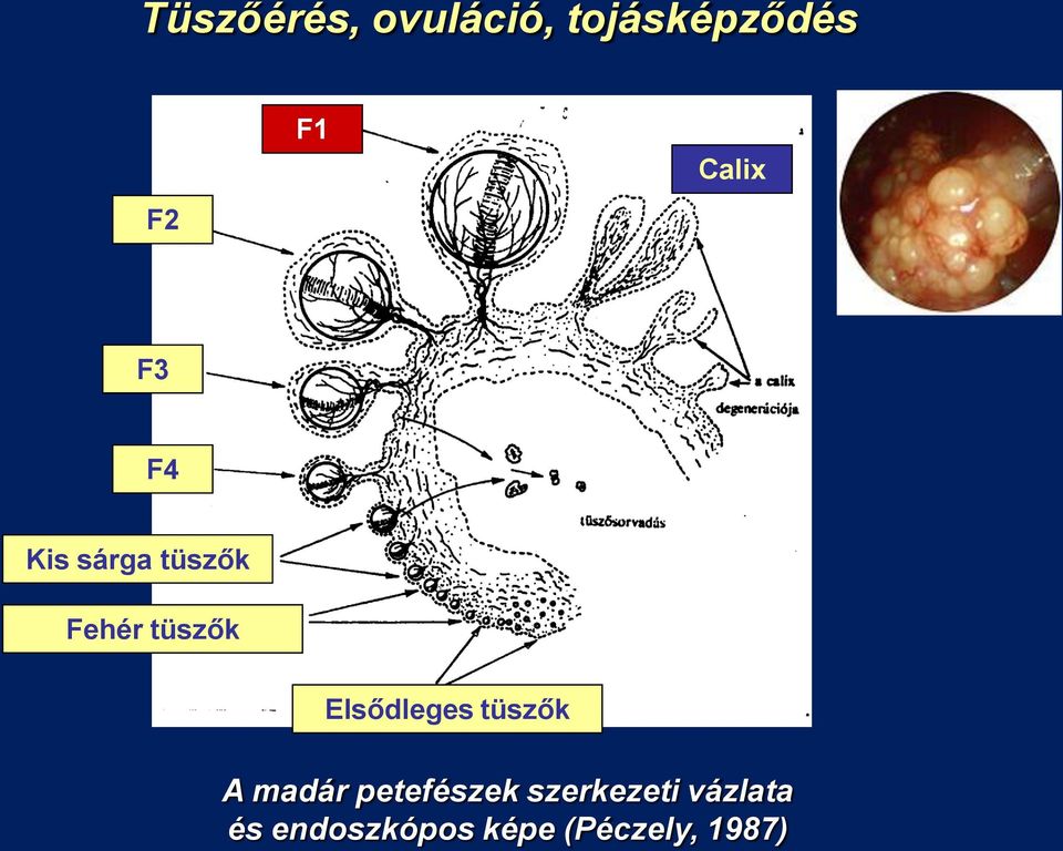 ovuláció, tojásképződés F2 F1 Calix F3 F4