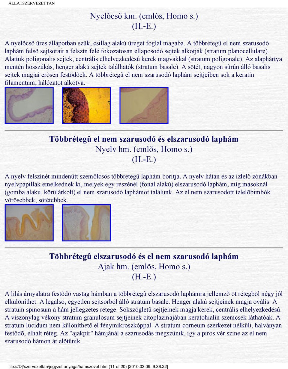 Alattuk poligonalis sejtek, centrális elhelyezkedésû kerek magvakkal (stratum poligonale). Az alaphártya mentén hosszúkás, henger alakú sejtek találhatók (stratum basale).