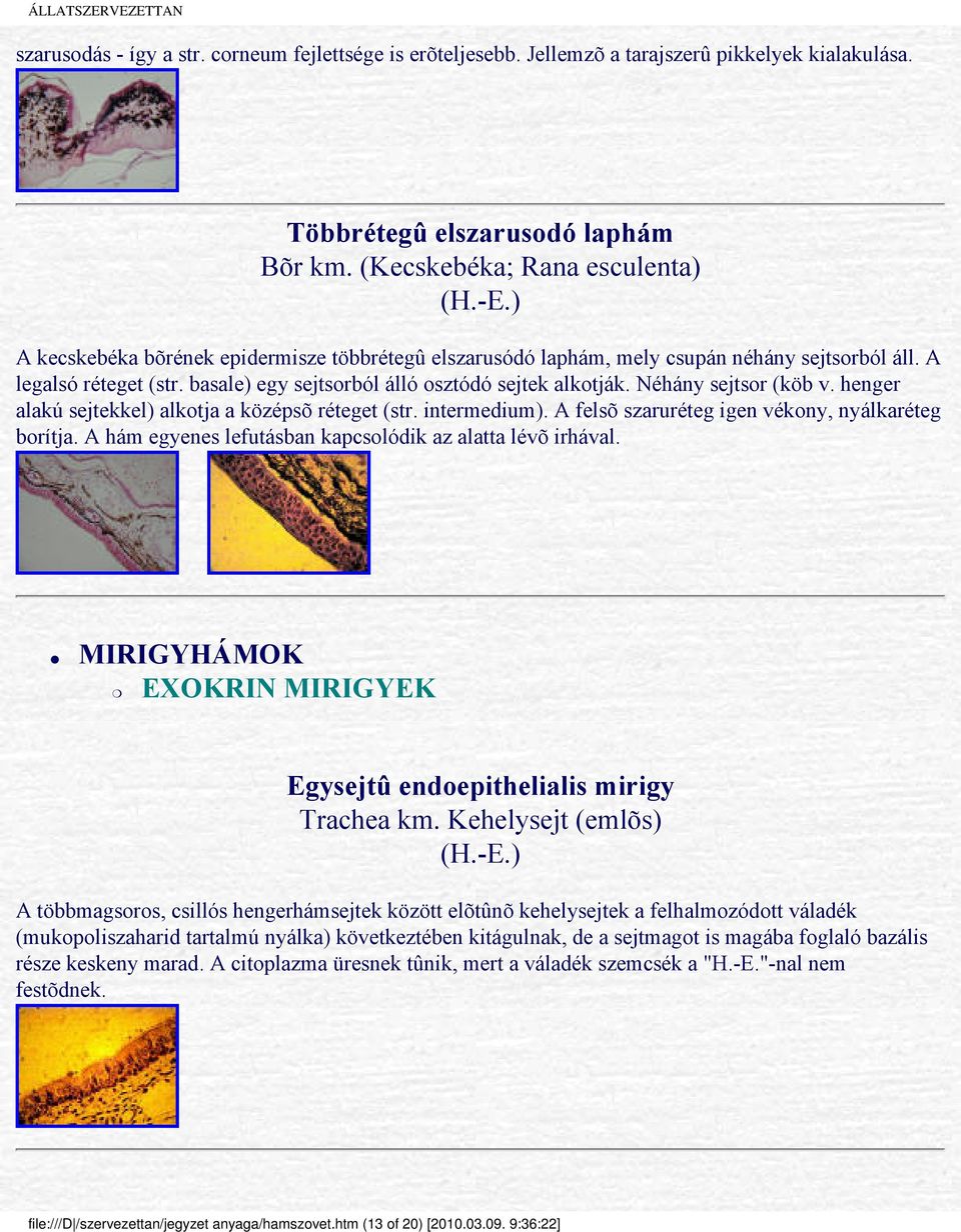 basale) egy sejtsorból álló osztódó sejtek alkotják. Néhány sejtsor (köb v. henger alakú sejtekkel) alkotja a középsõ réteget (str. intermedium). A felsõ szaruréteg igen vékony, nyálkaréteg borítja.